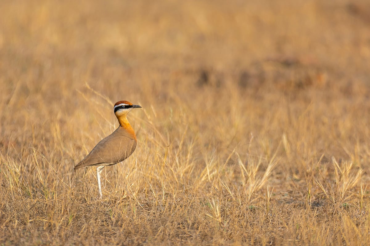 The Jerdon’s courser is a nocturnal bird and can only be found in Andhra Pradesh