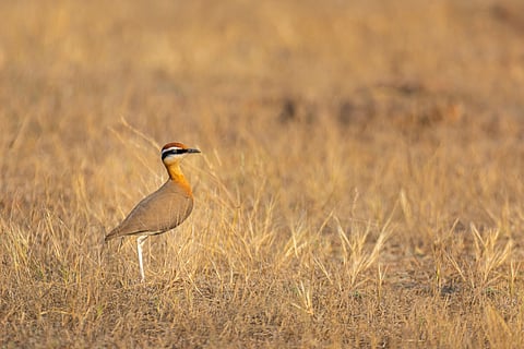 The Jerdon’s courser is a nocturnal bird and can only be found in Andhra Pradesh