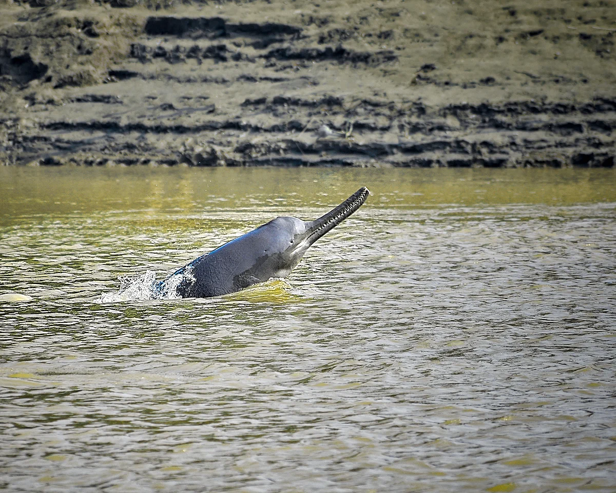 KUKIL GOGOI/Wikimedia Commons