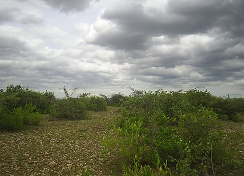 The thorn forests of the Sri Lankamalleswara Wildlife Sanctuary