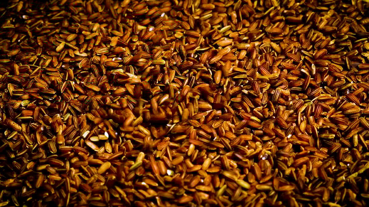 Farming in the Kaipad rice tracts is natural, relying on the monsoon season and sea tides