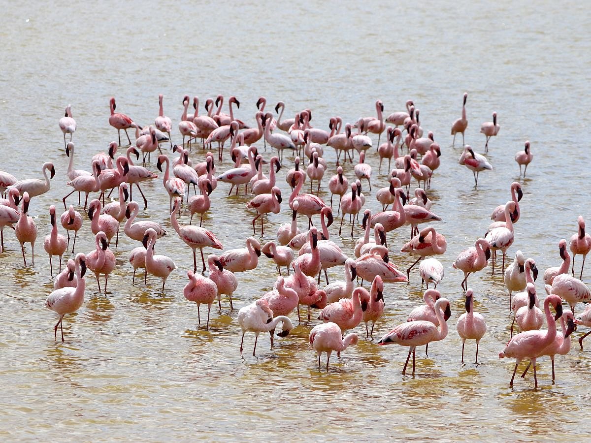 A swathe of pink flamingos swim in the Amboseli Lake.