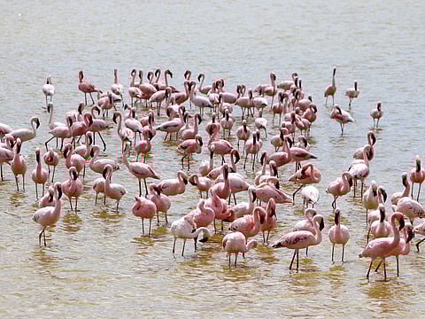 A swathe of pink flamingos swim in the Amboseli Lake.