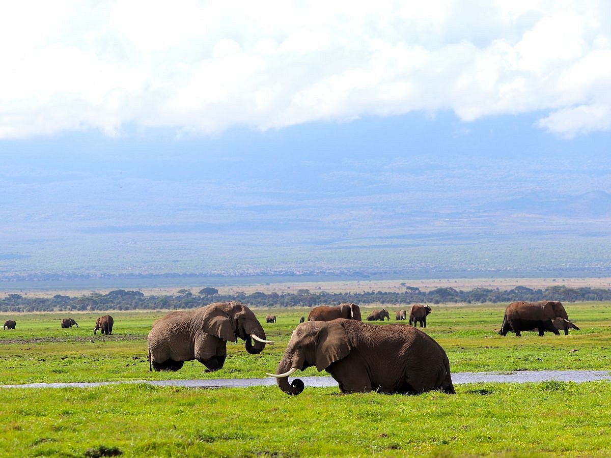 Charukesi Ramadurai : Amboseli National Park is located in Kenya