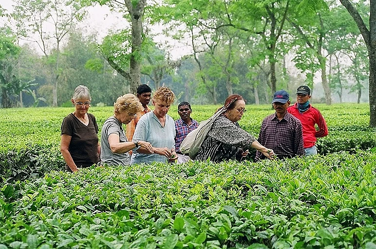 On a tea tour at Shantipur tea estate