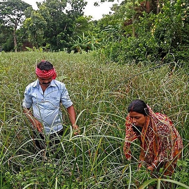 Workers collect material for mats