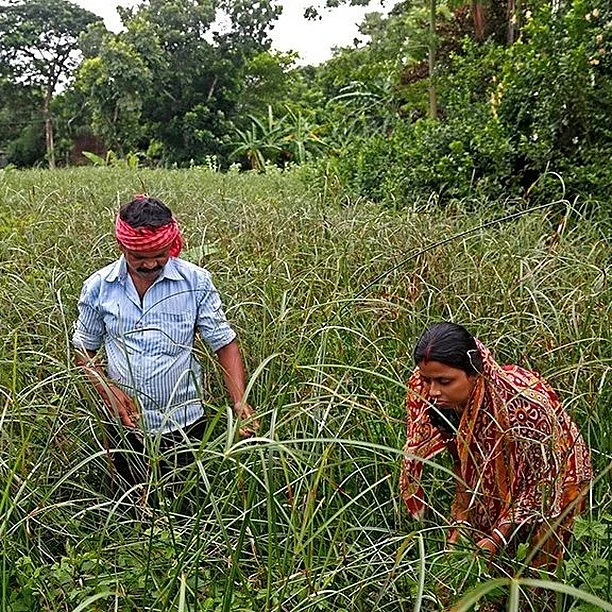 Workers collect material for mats