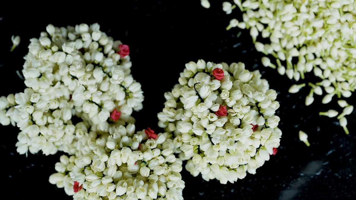 Madurai Malli is distinguished by its strong fragrance and thicker petals
