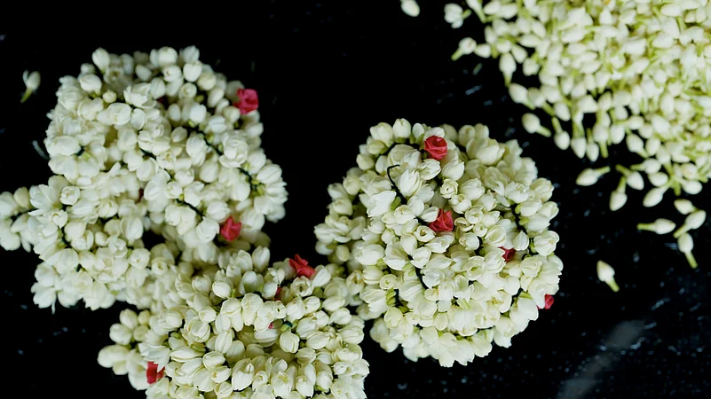 Madurai Malli is distinguished by its strong fragrance and thicker petals