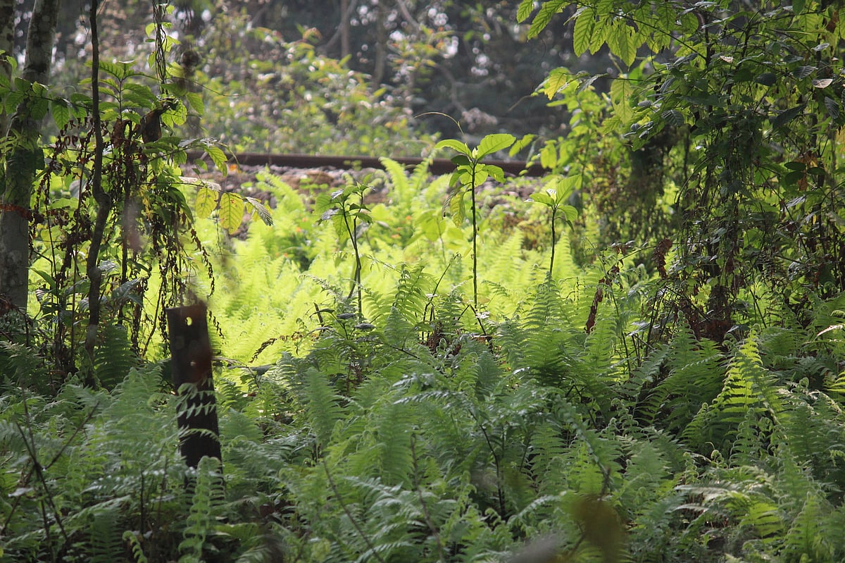 A view of the Hollongapar sanctuary in Assam.