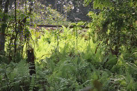A view of the Hollongapar sanctuary in Assam.