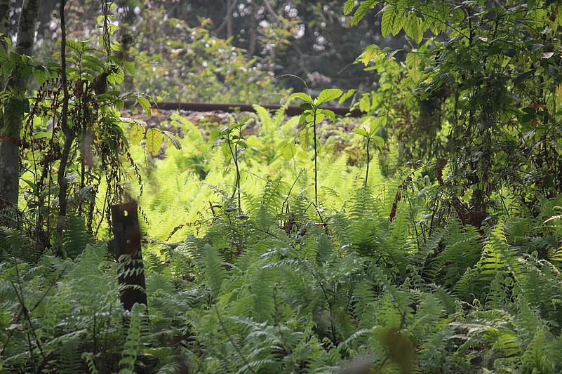 A view of the Hollongapar sanctuary in Assam.