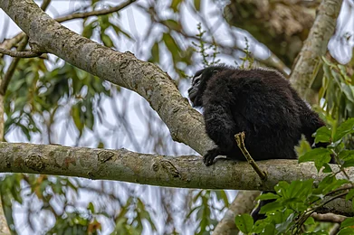 shutterstock : According to a 2019 survey, there are around 125 Hoolock gibbons in the sanctuary.