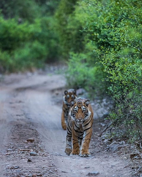 Tigers at Mukundra Hills Tiger Reserve