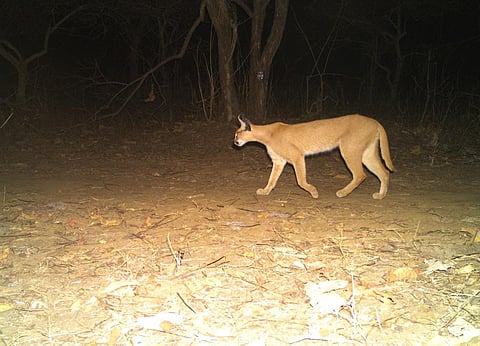 The picture of the caracal caught in the camera trap