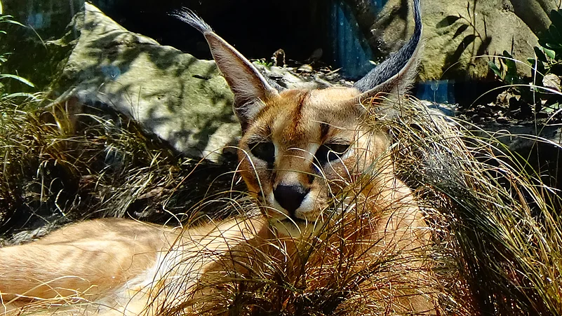 A shot of a caracal