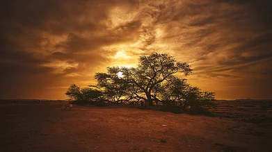 shutterstock : The Tree of Life is a mysterious tree that survives the Arabian deserts hostile climate.