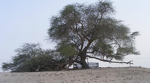 The Tree of Life has stood solo in the middle of the Arabian desert for over four decades. 