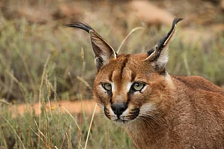Rute Martins/Wikimedia Commons : A caracal photographed in Rajasthans Mukundra Hills