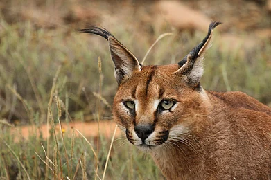 Rute Martins/Wikimedia Commons : A caracal photographed in Rajasthans Mukundra Hills