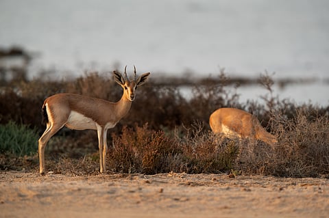 The Rhim gazelle is found in Hawar Islands Reserve