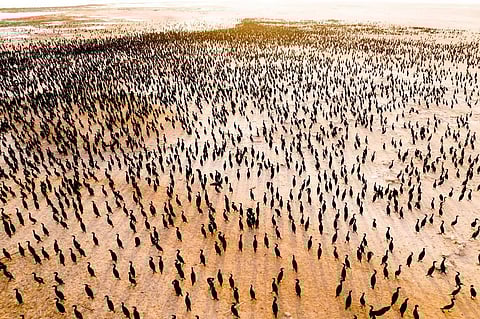 The islands play host to thousands of Socotra cormorants each winter