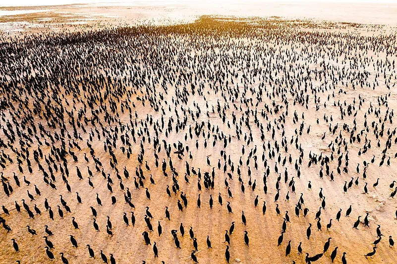 The islands play host to thousands of Socotra cormorants each winter