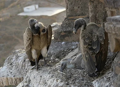 Wikimedia Commons : Vultures in Orchha, Madhya Pradesh