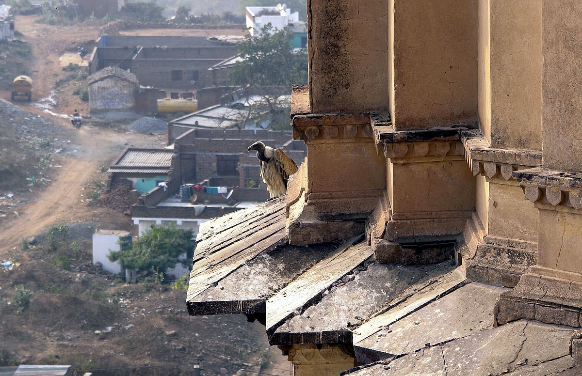 A vulture photographed in Madhya Pradesh
