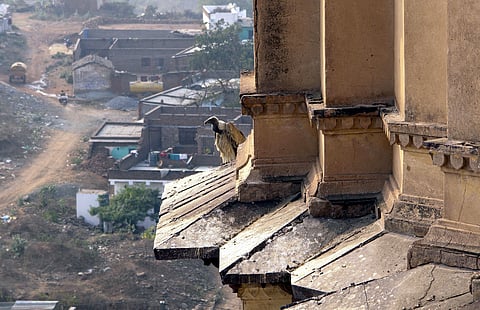 A vulture photographed in Madhya Pradesh