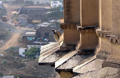 A vulture photographed in Madhya Pradesh