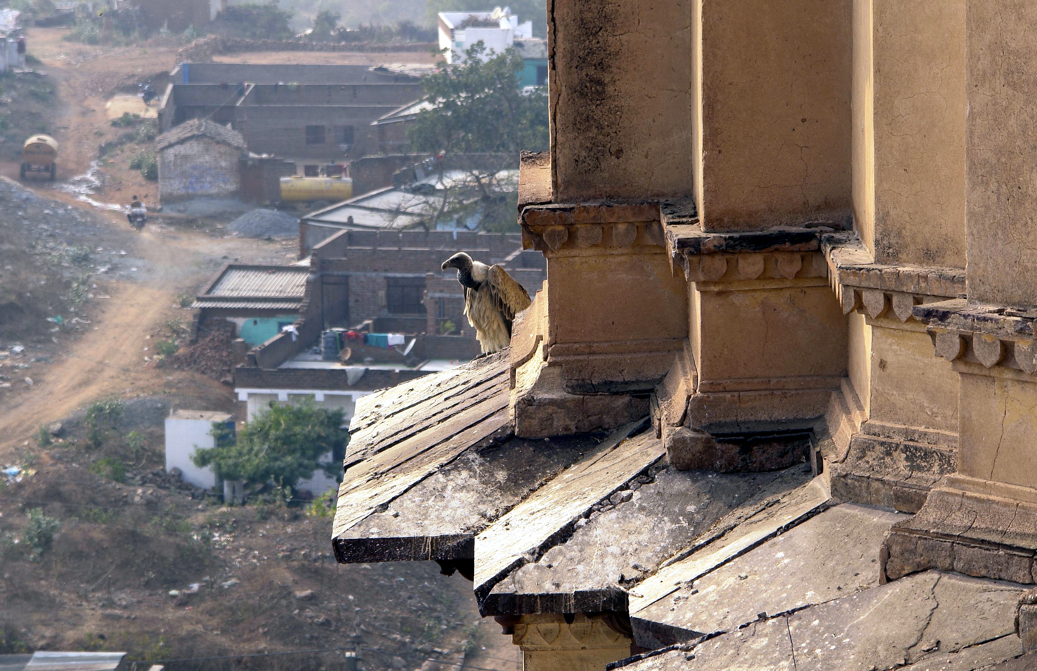 A vulture photographed in Madhya Pradesh