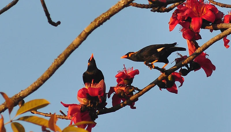 The Bastar hill mynah is the state bird of Chhattisgarh