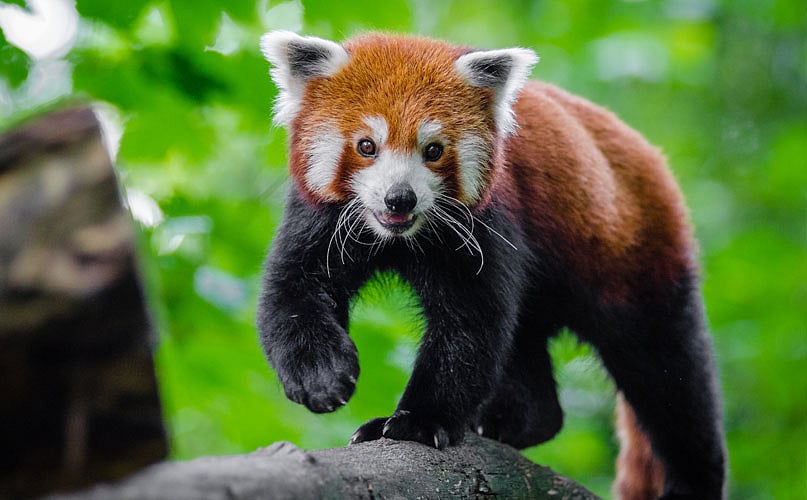 The Red Panda is one of the species that will be preserved at the Frozen zoo. 