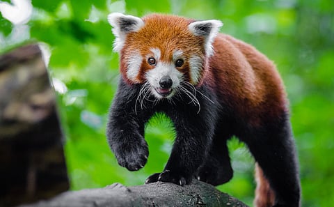 The Red Panda is one of the species that will be preserved at the Frozen zoo. 