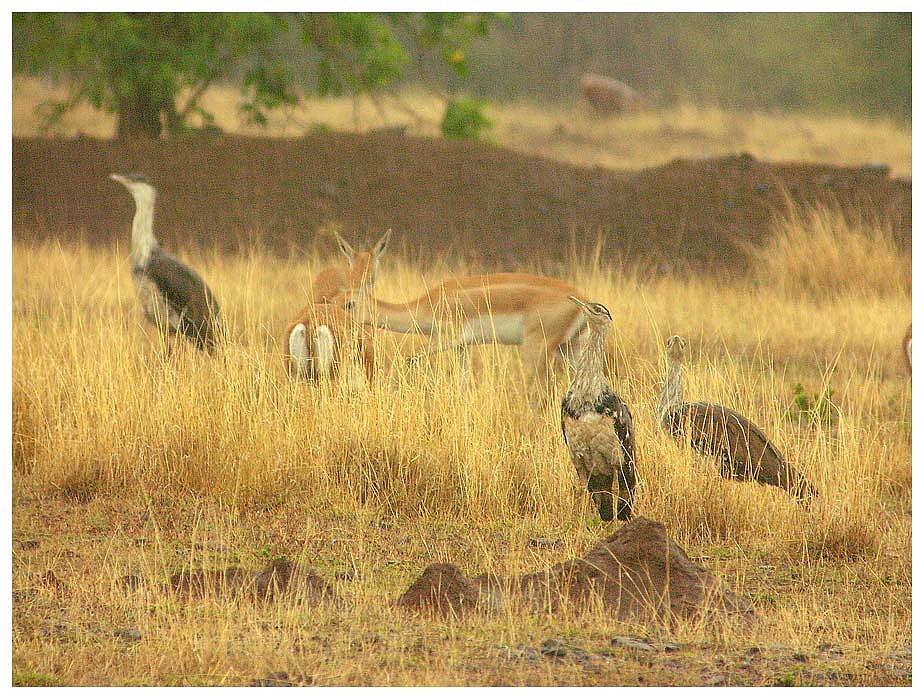 Wikimedia Commons : Great Indian Bustard at the Solapur Grassland