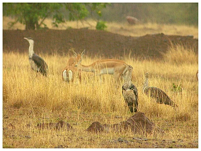 Wikimedia Commons : Great Indian Bustard at the Solapur Grassland