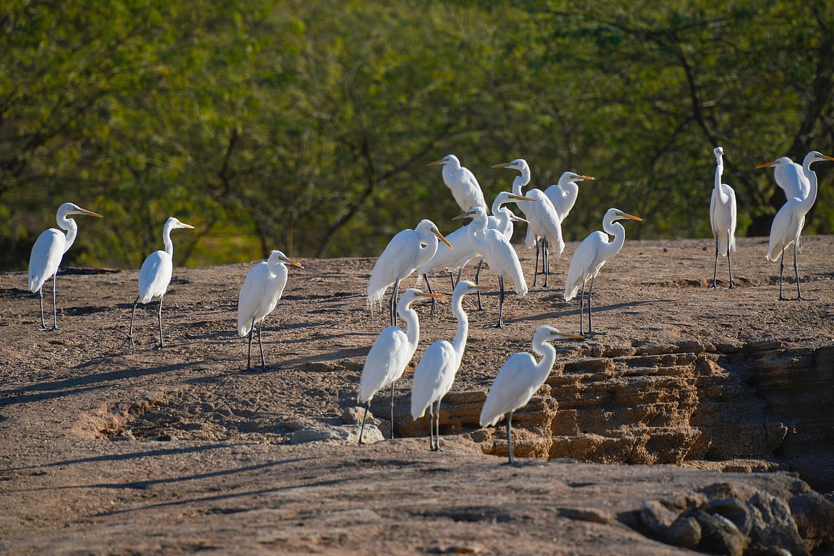 Hormuz Island is an Important Bird Area (IBA) as designated by BirdLife International