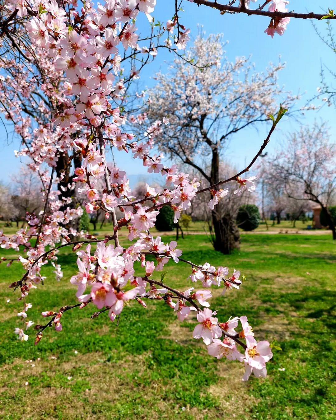 aliasgar.insta/Instagram : Flowers in bloom at Badamwari Garden