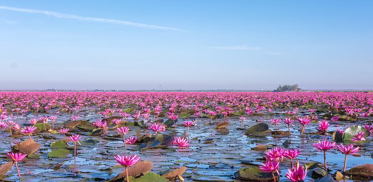 Red Lotus Sea is a photographers paradise.