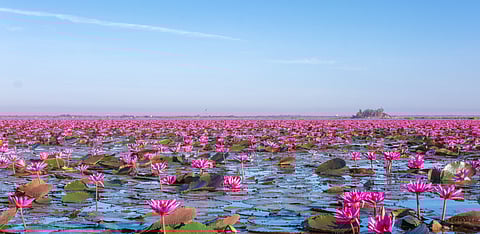 Red Lotus Sea is a photographer's paradise.