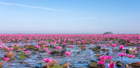 Red Lotus Sea is a photographer's paradise.