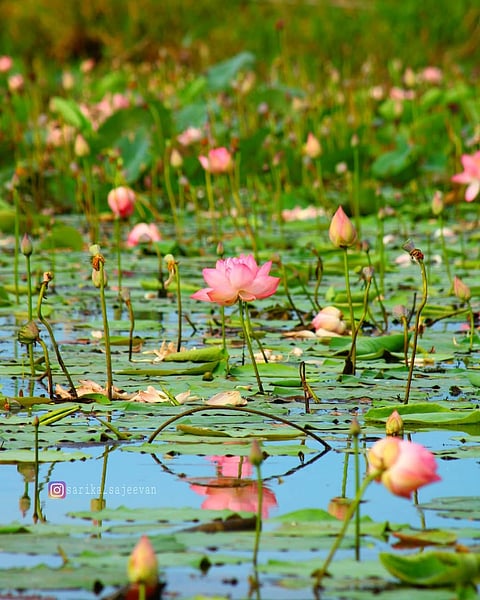 A lotus pond in Pullu