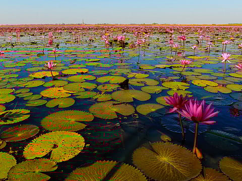 Reach in the morning to see the red lotus in full bloom.