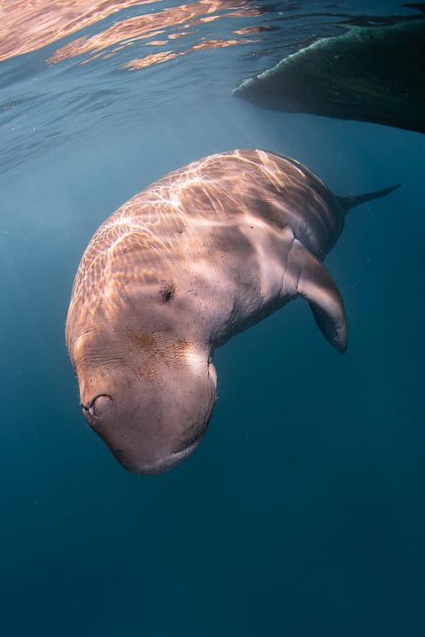 A dugong