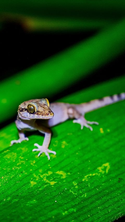 The island is home to several endemic reptiles