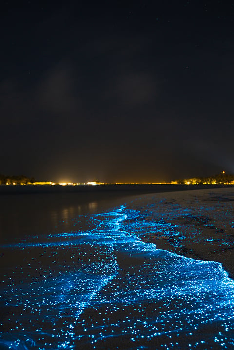 A glimpse of Bioluminescent plankton (Representational image)