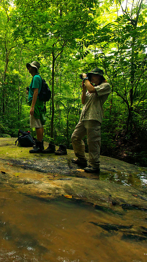 A rainforest in Andaman
