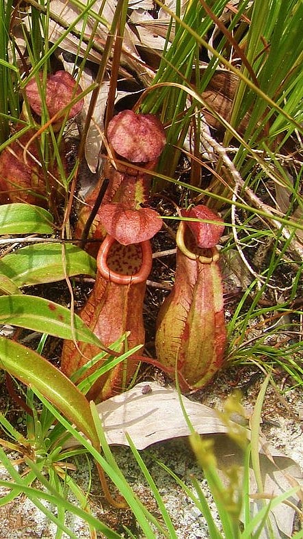 Andaman pitcher plant