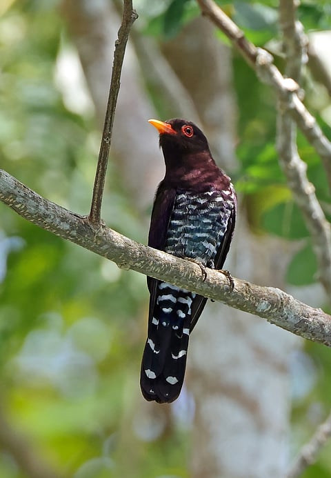 A violet cuckoo